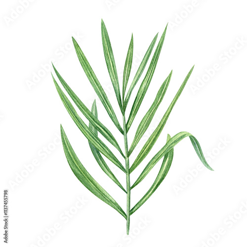 Tropical green areca palm tree branch watercolor hand drawn illustration. Exotic jungle floral element for beach package design, label, summer invitation, poster. Top view clip art