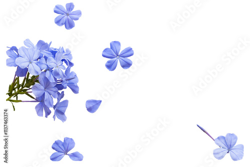 blue flowers local flora of asia arrangement flat lay postcard style