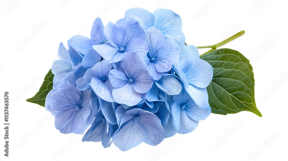 Blue hydrangea flower on a white background. isolated background. Blue hydrangea flower on a white background. isolated background.