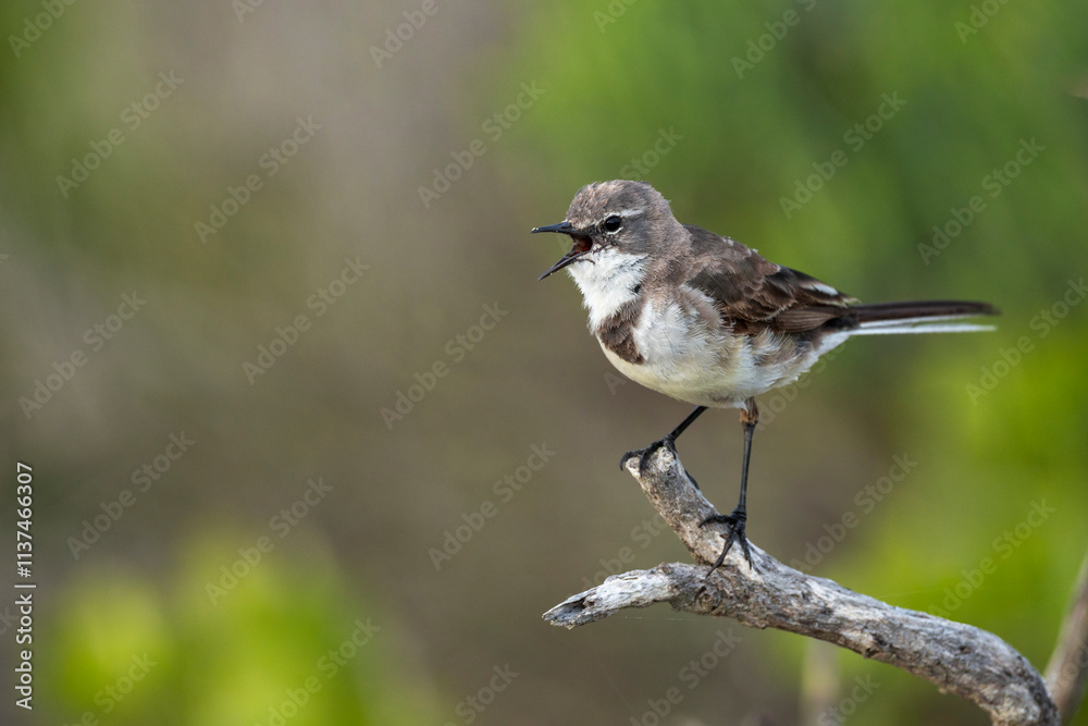 A Cape wagtail or Wells's wagtail (Motacilla capensis) perched on a tree branch. Agulhas (L'Agulhas), Overberg, Western Cape. South Africa A Cape wagtail or Wells's wagtail (Motacilla capensis) perched on a tree branch. Agulhas (L'Agulhas), Overberg, Western Cape. South Africa