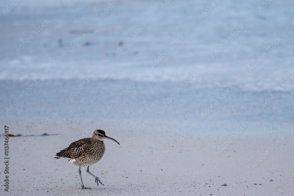 An Eurasian whimbrel, white-rumped whimbrel or common whimbrel (Numenius phaeopus) on the seashore. Agulhas (L'Agulhas), Overberg, Western Cape. South Africa An Eurasian whimbrel, white-rumped whimbrel or common whimbrel (Numenius phaeopus) on the seashore. Agulhas (L'Agulhas), Overberg, Western Cape. South Africa