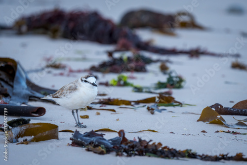 White-fronted plover or white-fronted sandplover (Charadrius marginatus) amongst the kelp and seaweed on the seashore. Agulhas (L'Agulhas), Overberg, Western Cape. South Africa