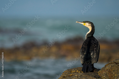 White-breasted cormorant (Phalacrocorax lucidus) on rocks along the Agulhas coastline. (L'Agulhas), Overberg, Western Cape. South Africa photo