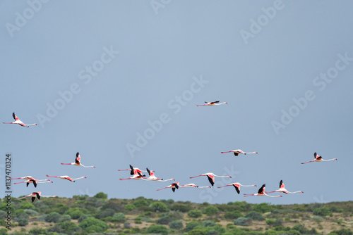 Greater flamingo (Phoenicopterus roseus) flock flying. Agulhas (L'Agulhas), Overberg, Western Cape. South Africa