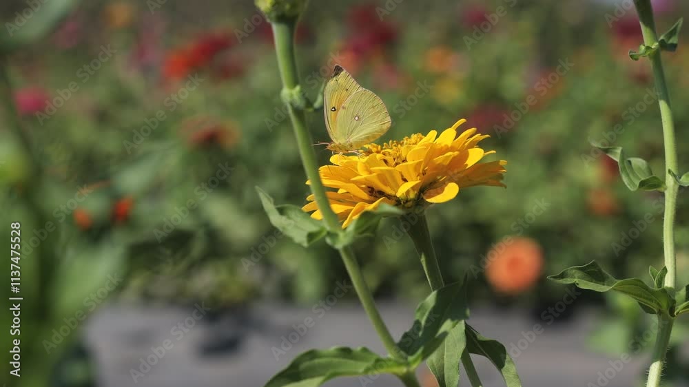 A yellow butterfly collects pollen from a yellow zinnia and then flies away, slow motion A yellow butterfly collects pollen from a yellow zinnia and then flies away, slow motion