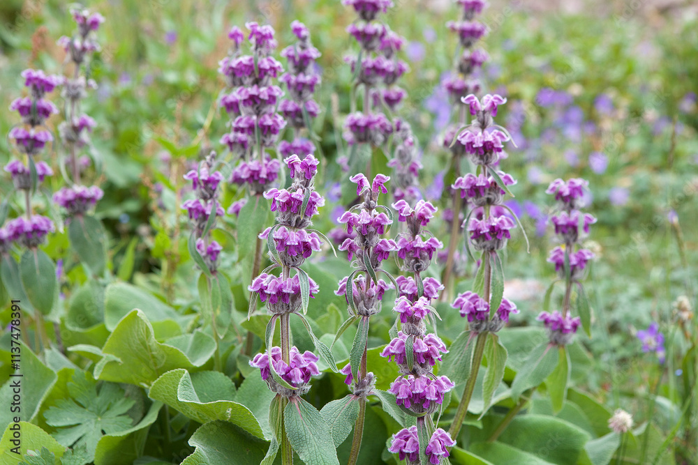 Obraz premium Flowers at Tulpar Kul Lake at the foot of Lenin Peak in the Pamir Mountains in Kyrgyzstan
