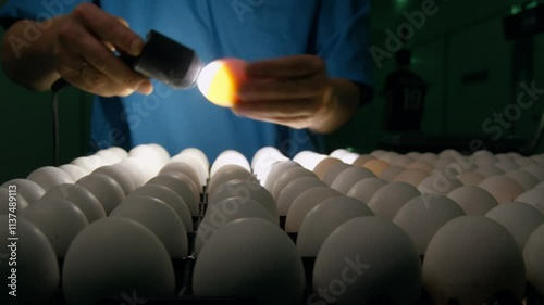 Factory worker in overalls performing X-ray inspection of chicken eggs, checking them one by one in a box. The worker removes damaged eggs and replaces them with good ones, ensuring quality control photo