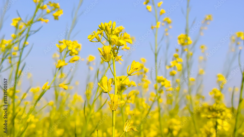 Amazing rape flowers blossoms in the blue sky, closeup of photo Amazing rape flowers blossoms in the blue sky, closeup of photo