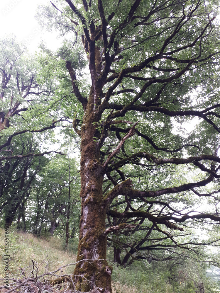 Fototapeta premium Caucasus nature. Azerbaijan. Old tree with moss on the slope