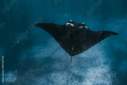 Manta Ray in Komodo National Park in Indonesia