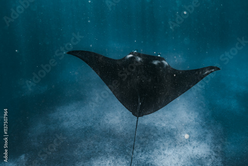 Manta Ray in Komodo National Park in Indonesia