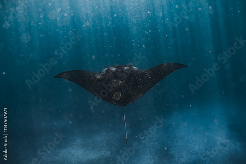 Manta Ray in Komodo National Park in Indonesia