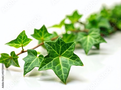 Green Ivy, Miniature Plant, Tilt-Shift Photography, White Background, Isolated Ivy, Close-up Ivy, Small Plant, Ivy Macro, Detailed Ivy, Nature Photography, Botanical Photography