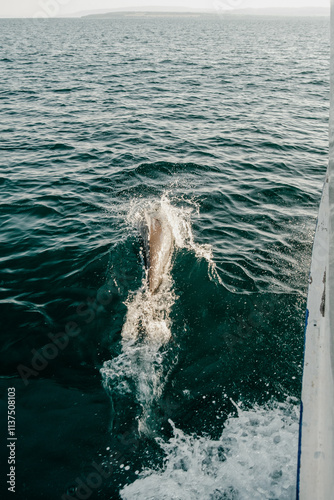Dolphins swimming along side a boat in Komodo national park in Indonesia