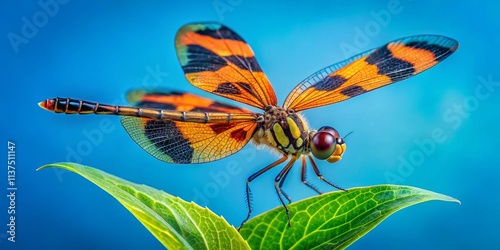 Halloween Dragonfly, Celithemis eponina, Black Orange Pennant, Obelisk Pose, Blue Background, Leaf, Insect Photography photo