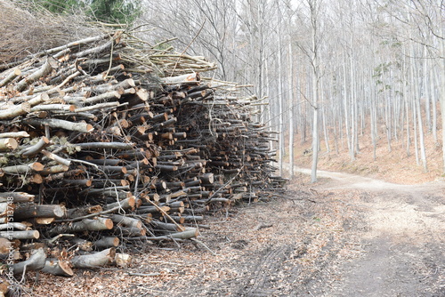Chopped wood and stacked tree trunks and branches in a forest in Austria in spring.