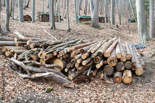 Chopped wood and stacked tree trunks and branches in a forest in Austria in spring.