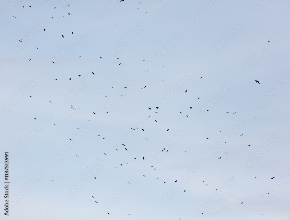 A flock of birds flying in the sky A flock of birds flying in the sky