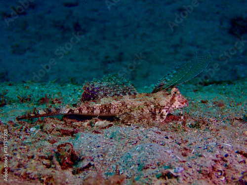 Fish Dactylopius dactylopius or fingered dragonet. Fish fingered dragonet lies on the sandy bottom among seaweed. photo