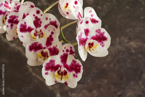 orchid flowers on brown marble background