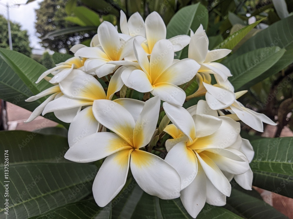 Obraz premium white frangipani plumeria flower in close up view