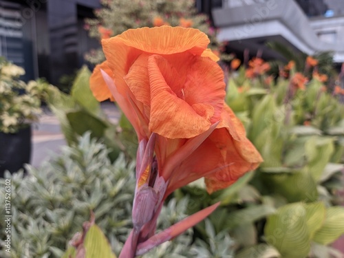 canna lilly known as red poppy flower in garden