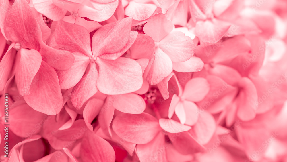 Pink flowers close up. Bouquet of red flowers. City flower beds, a beautiful and well-groomed garden with flowering bushes. Pink flowers close up. Bouquet of red flowers. City flower beds, a beautiful and well-groomed garden with flowering bushes.