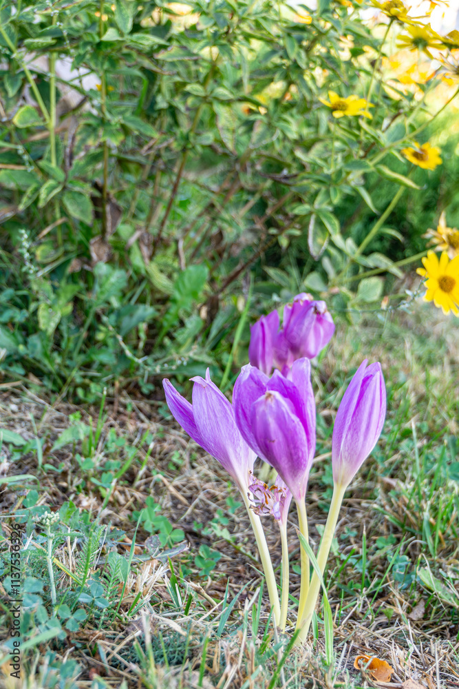 Close up photo of vibrant purple autumn crocuses, showcasing the beauty and elegance of these delicate blooms. Ideal for floral enthusiasts and seasonal projects, greeting cards and posters. Close up photo of vibrant purple autumn crocuses, showcasing the beauty and elegance of these delicate blooms. Ideal for floral enthusiasts and seasonal projects, greeting cards and posters.