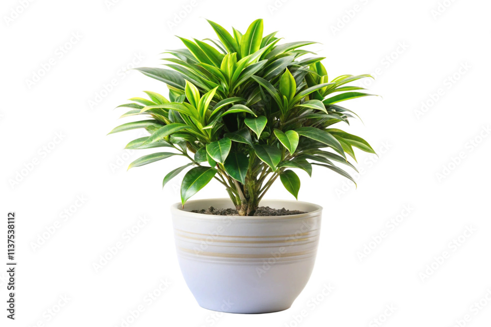 Obraz premium cactus in a pot