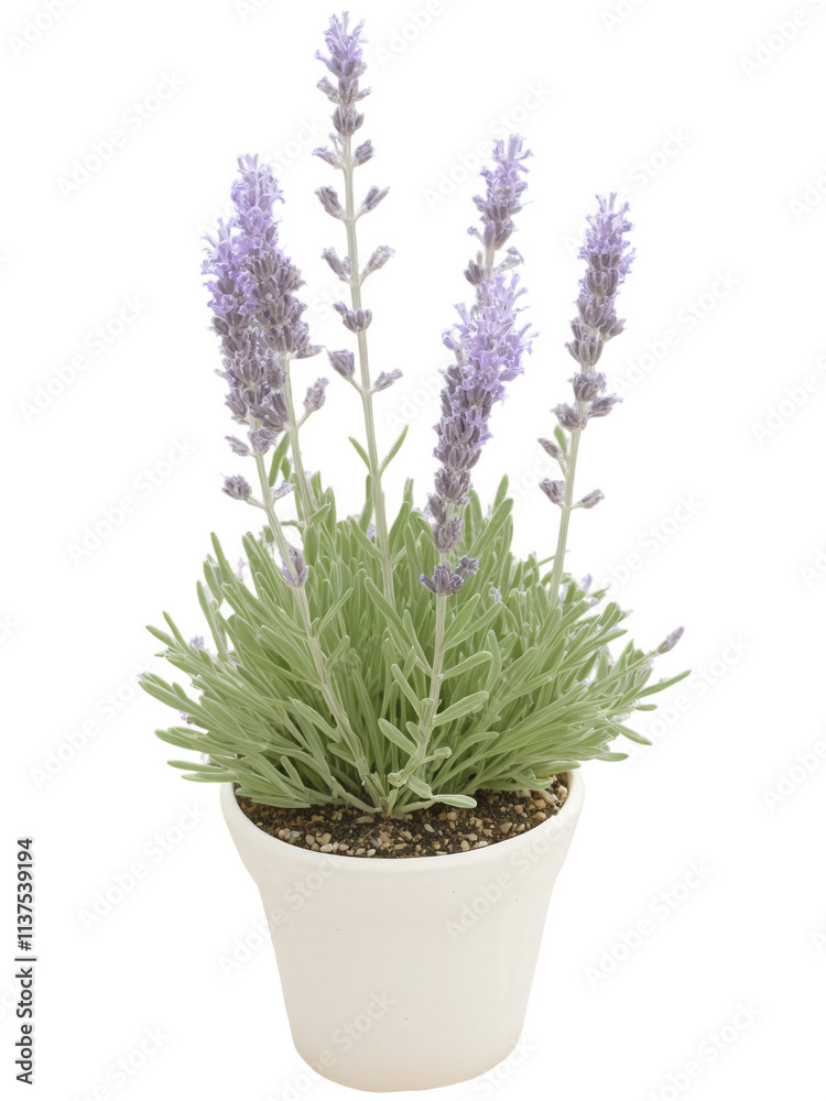 Obraz premium Lavender (Lavandula angustifolia) Lavender is widely used in the Middle East for its fragrant purple flowers and aromatic foliage. It