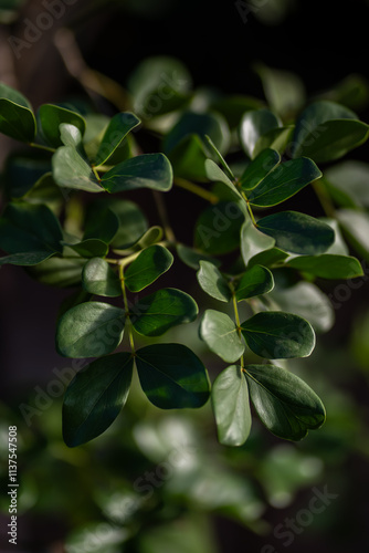 leaves on black background