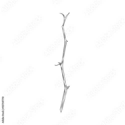 Physalis plant stalk engraved vector sketch, hand drawn nature botanical floral single ink design element, stem or twig