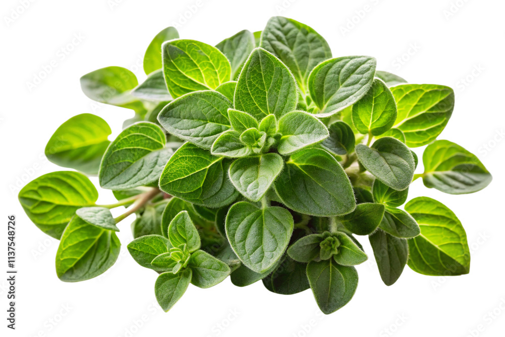 fresh basil isolated on white fresh basil isolated on white