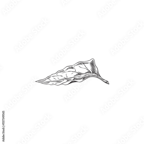 A large dry physalis leaf with veins on a branch.