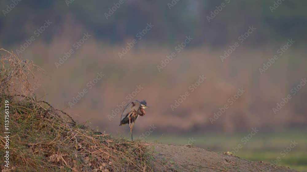 A Closeup of Purple Heron Stands Watchful on a Bank A Closeup of Purple Heron Stands Watchful on a Bank