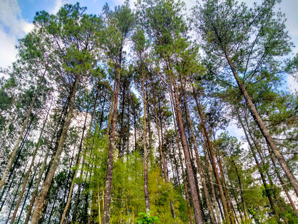 Fototapeta premium Low angle view in a beautiful forest in pacet, mojokerto