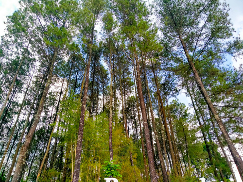 Low angle view in a beautiful forest in pacet, mojokerto photo