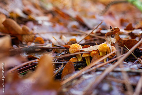 Close-Up Mushrooms