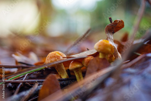 Close-Up Mushrooms