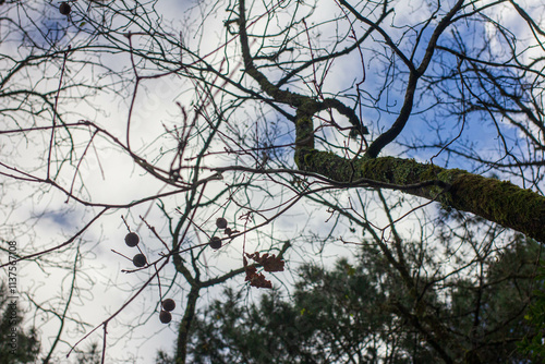 branches against sky