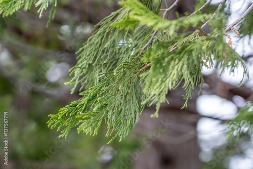 Calocedrus decurrens, incense cedar and California incense cedar (syn. Libocedrus decurrens Torr.)  Los Angeles County, California. Angeles National Forest / San Gabriel Mountains National Monument. photo