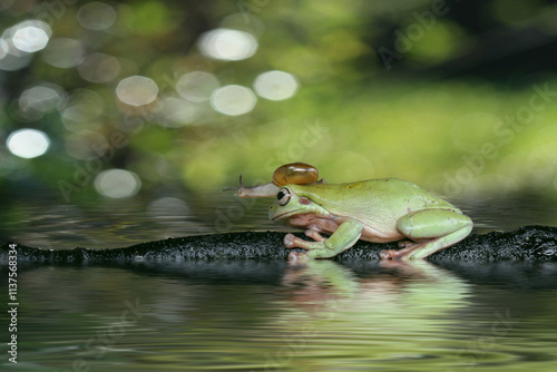 frog sitting on the ground