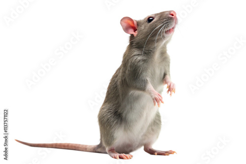 rat in front of background