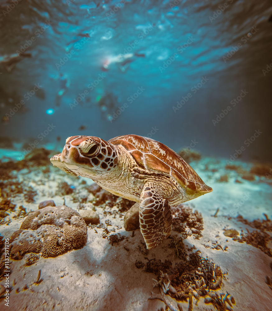 Obraz premium Tortuga 