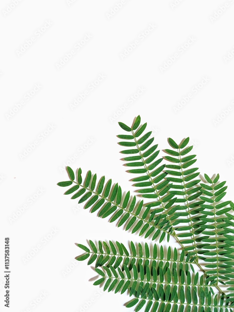 Green leaves are isolated on a white background Green leaves are isolated on a white background