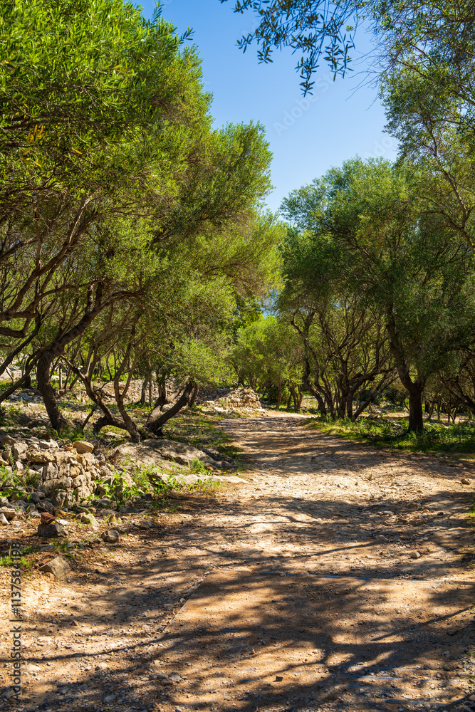 Smooth rows of young olive trees with smooth trunks and silvery green crowns. Olive grove is flooded with sunlight. Mallorca, Majorca, Balearic Islands. Spain Smooth rows of young olive trees with smooth trunks and silvery green crowns. Olive grove is flooded with sunlight. Mallorca, Majorca, Balearic Islands. Spain