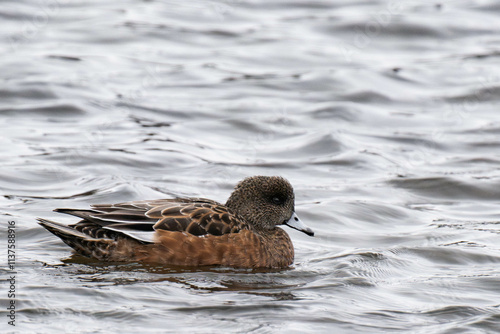 American wigeon (Mareca americana), also known as the baldpate photo