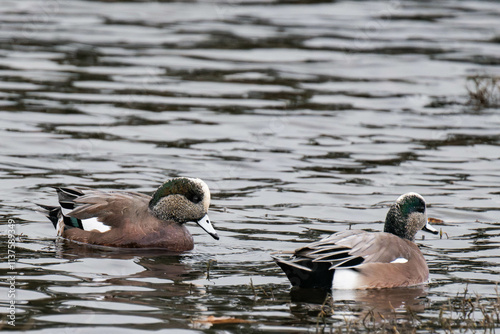 American wigeon (Mareca americana), also known as the baldpate