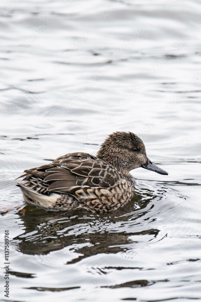 Eurasian teal (Anas crecca), common teal, or Eurasian green-winged teal on Vancouver Island, Canada Eurasian teal (Anas crecca), common teal, or Eurasian green-winged teal on Vancouver Island, Canada
