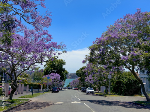 Purple Jacaranda trees in full bloom in summer in Herne Bay, Auckland, New Zealand. Waitematā Harbour and North Shore in distance.